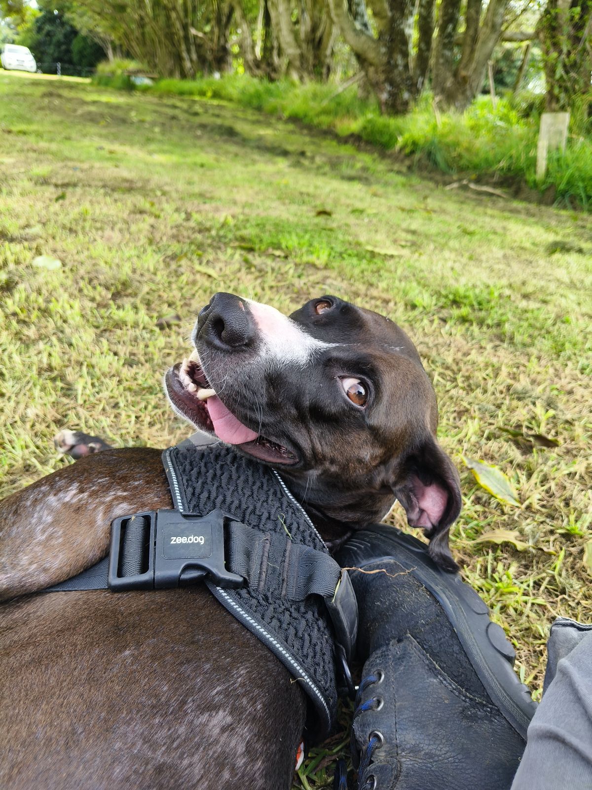 Gallery image: Simba