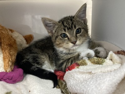 Mittens - Domestic Short Hair