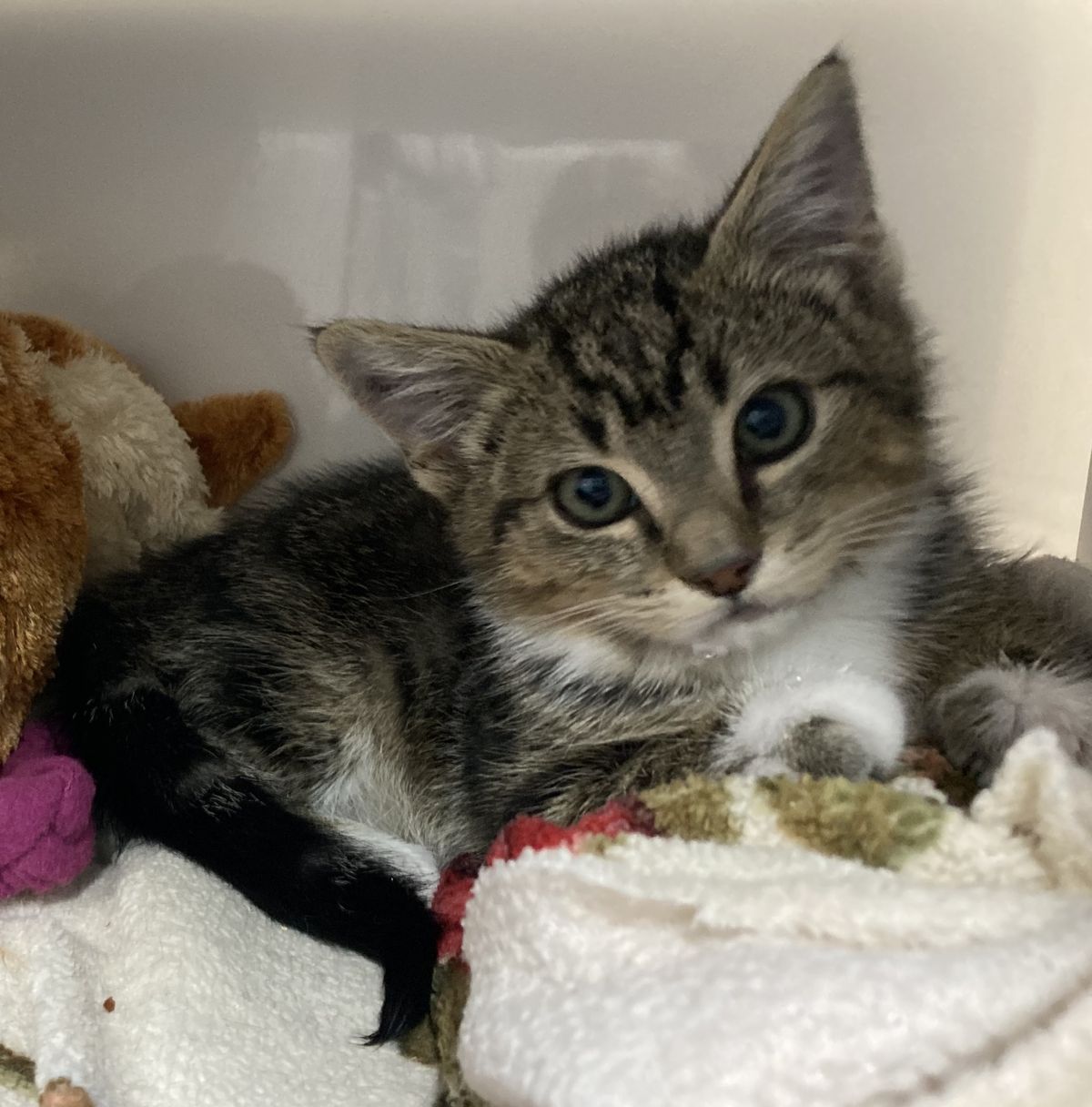 Gallery image: Mittens