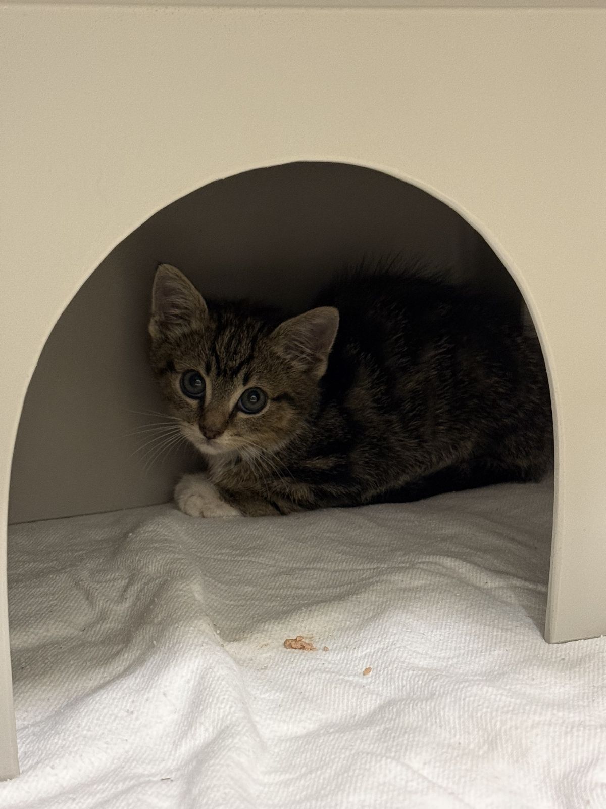 Gallery image: Mittens