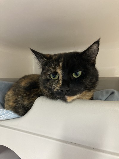 Kylie - Domestic Short Hair