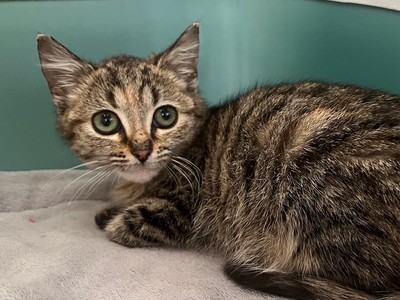 Penny - Domestic Short Hair