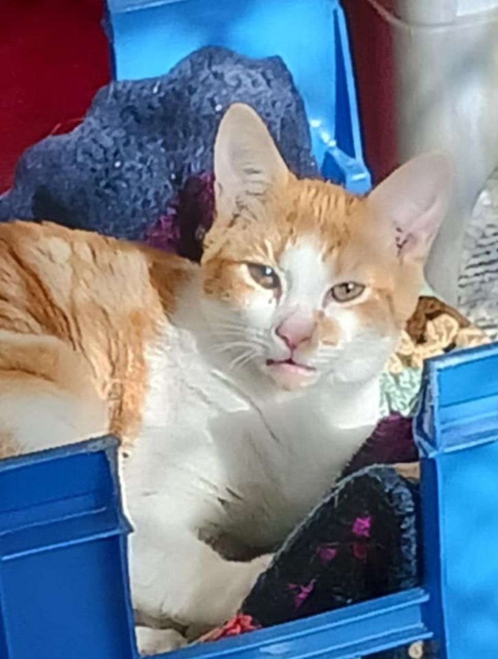 Gallery image: Zenny