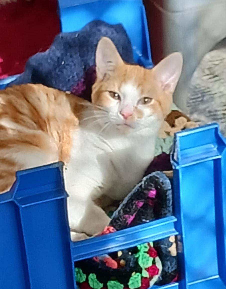 Gallery image: Zenny