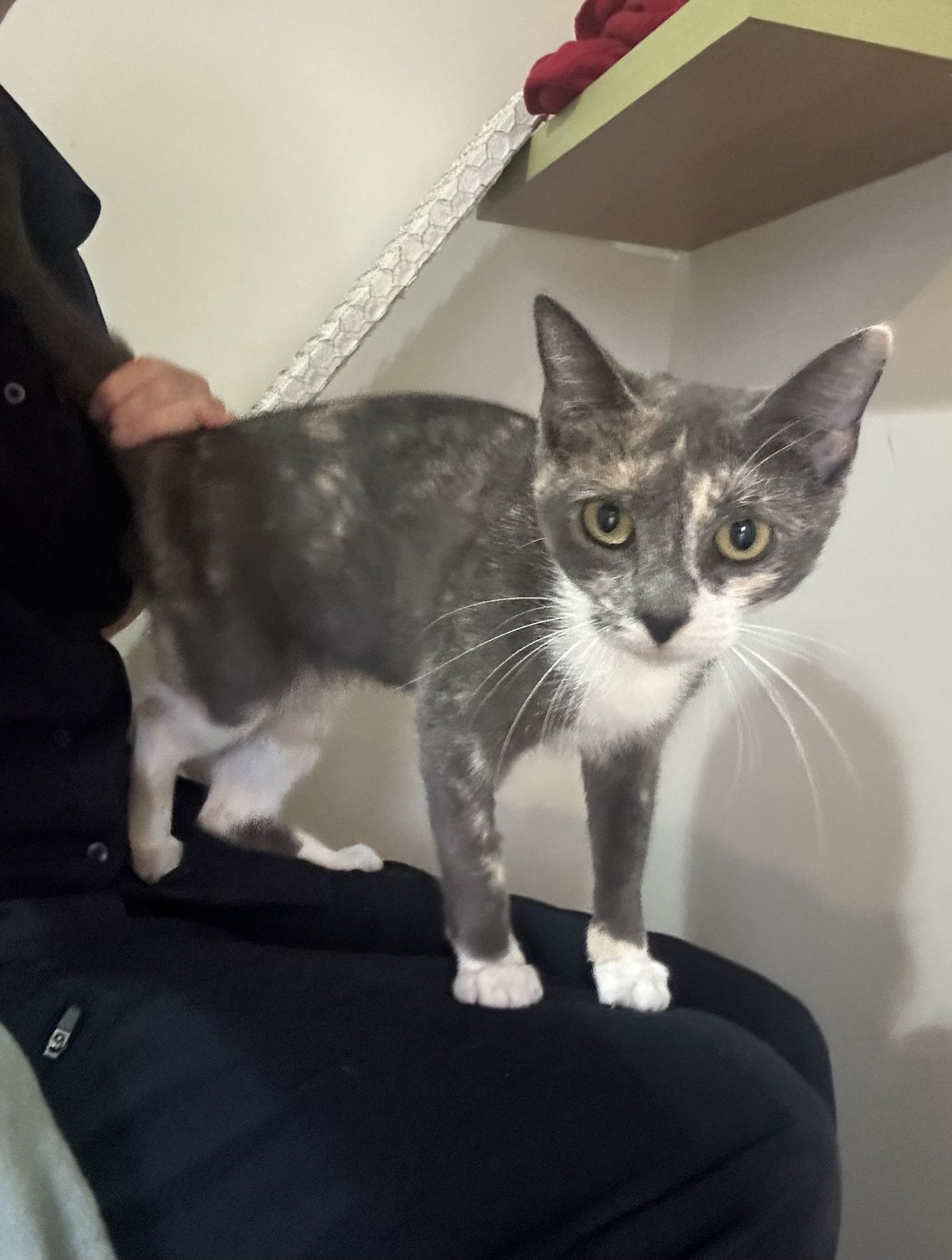 Gallery image: Margarita