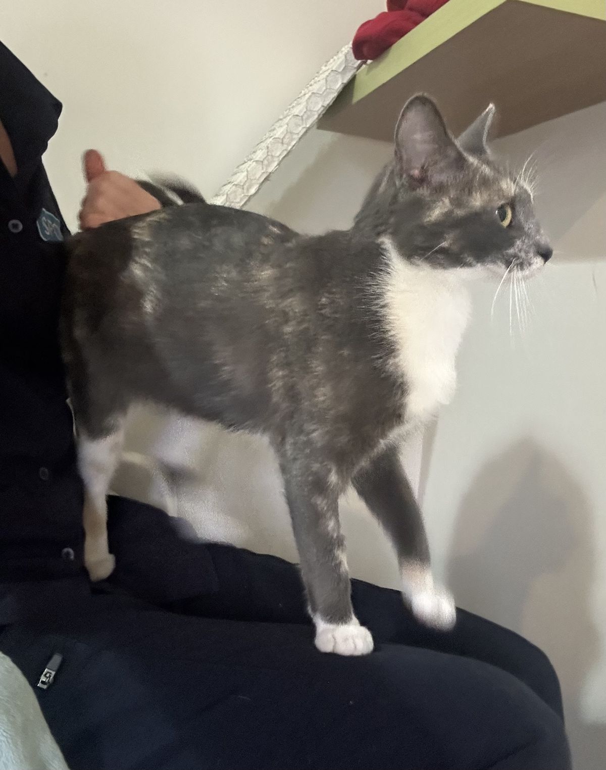 Gallery image: Margarita