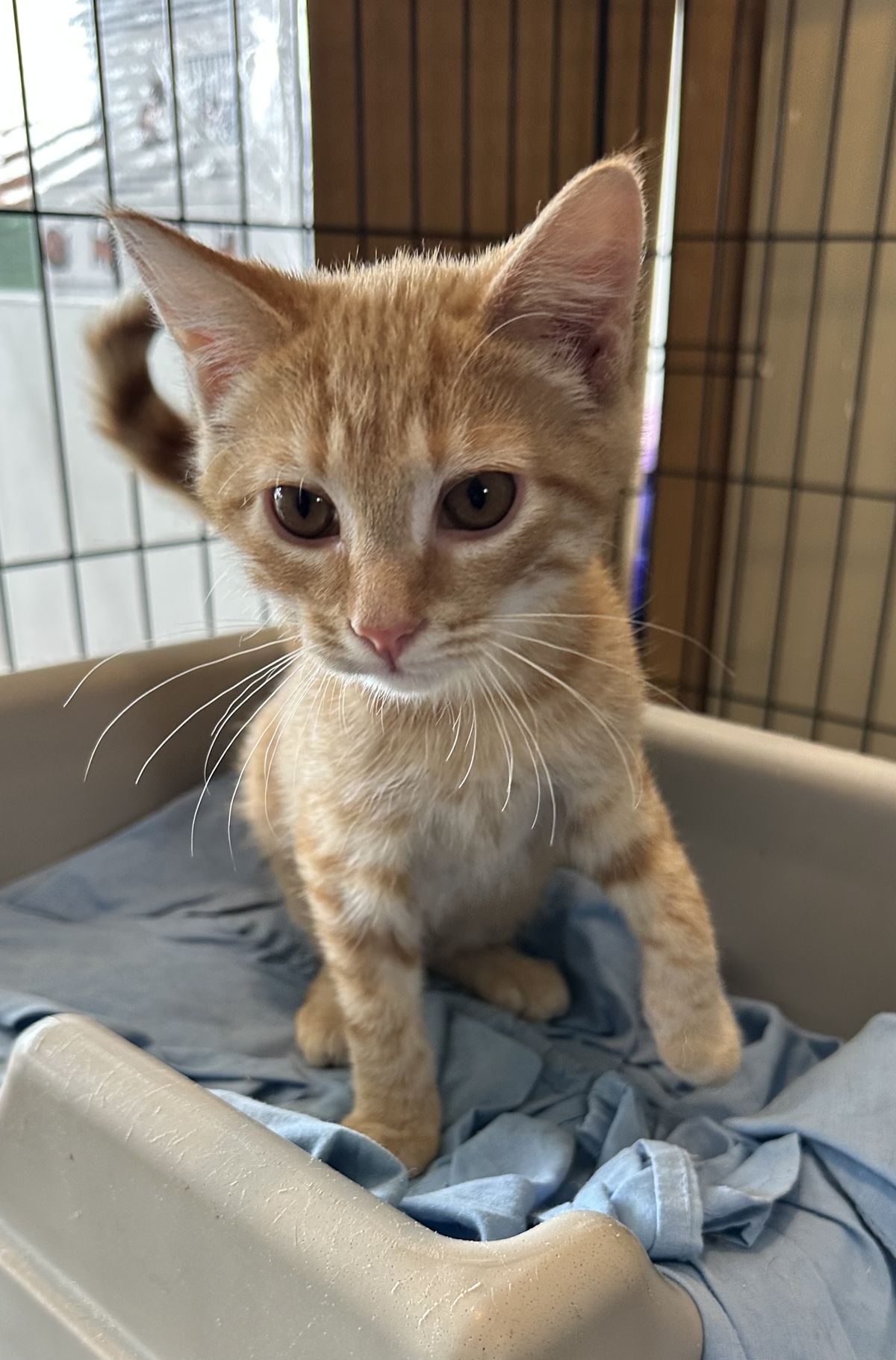 Gallery image: Dorito