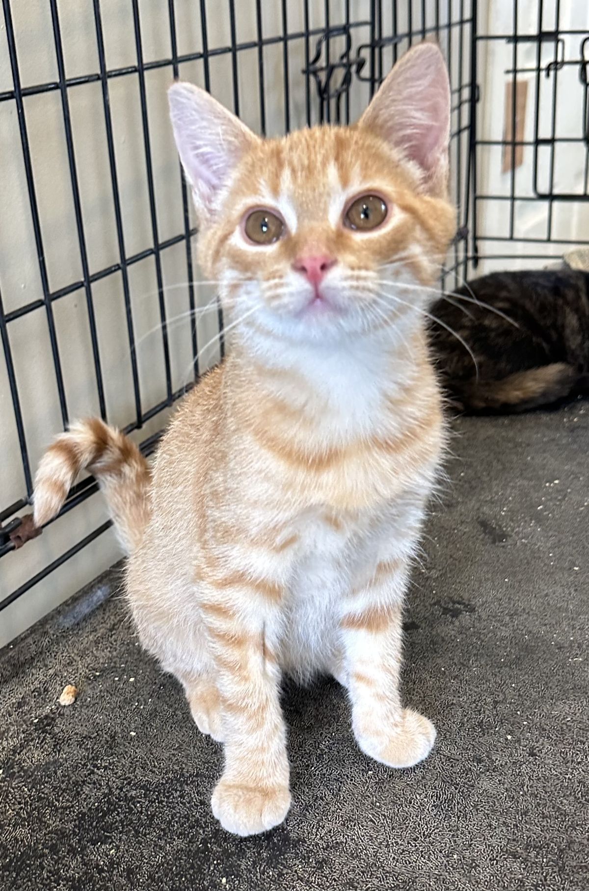 Gallery image: Dorito