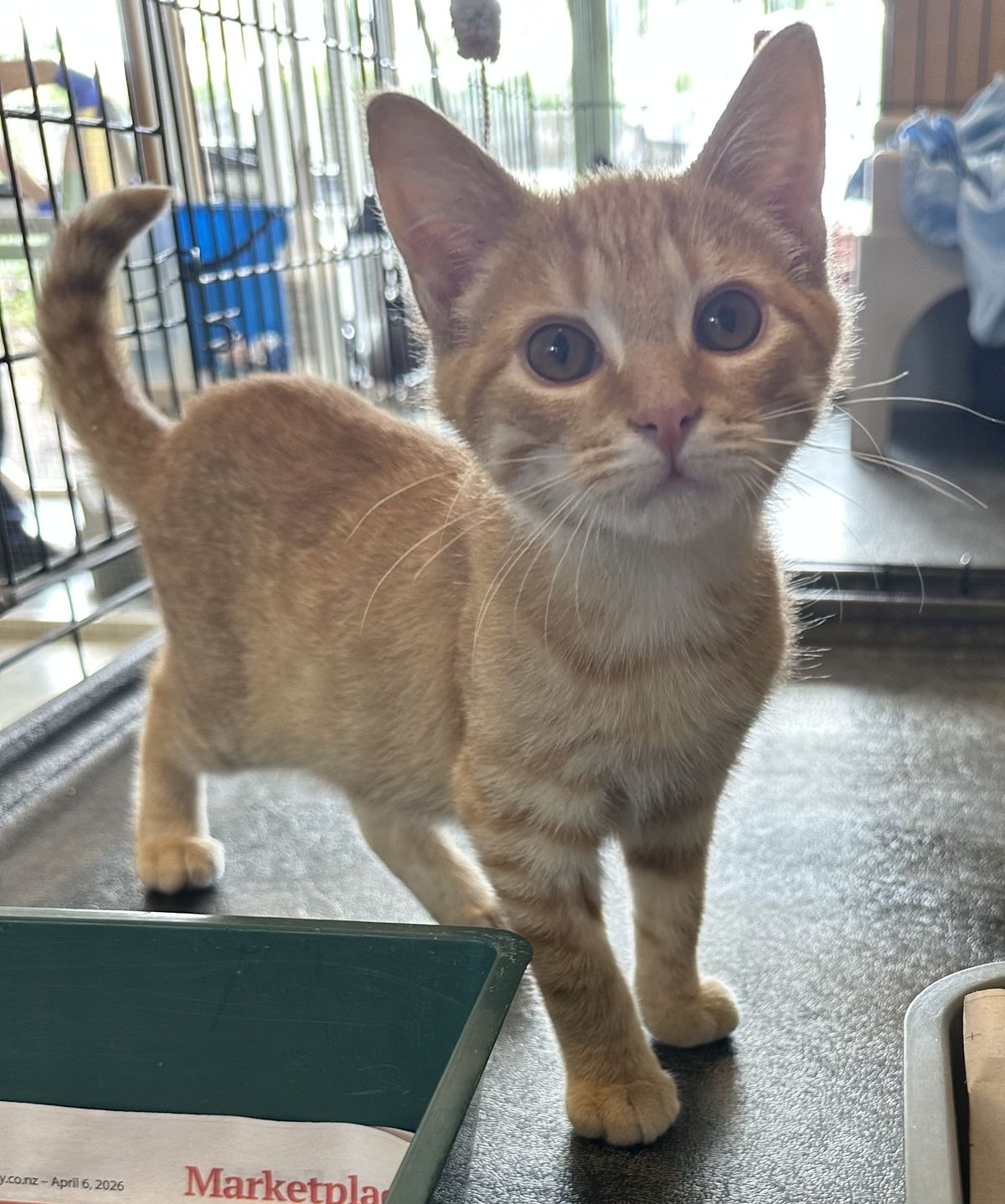 Gallery image: Dorito