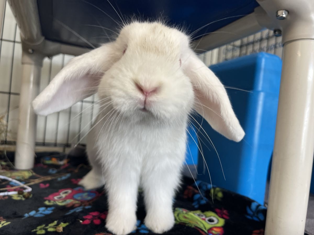 Gallery image: Paddy