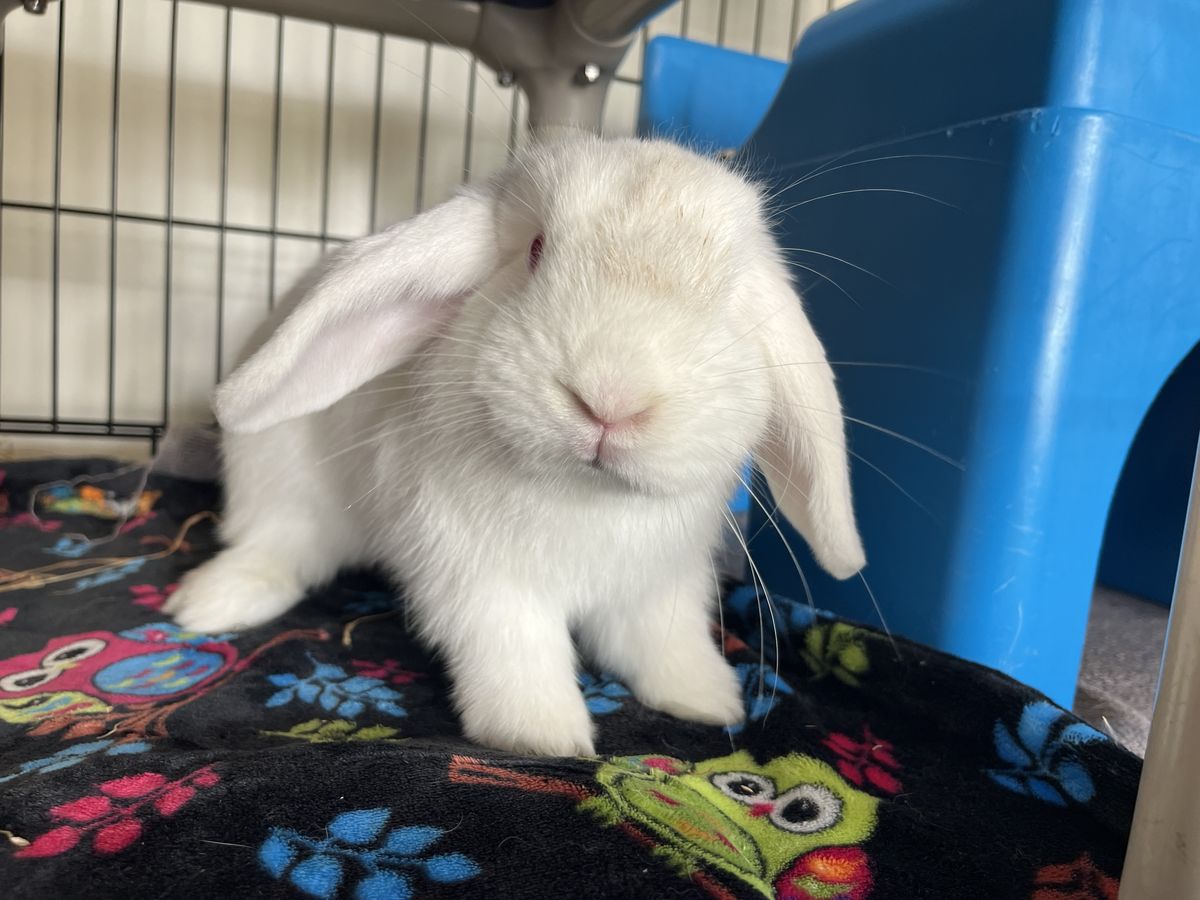 Gallery image: Paddy