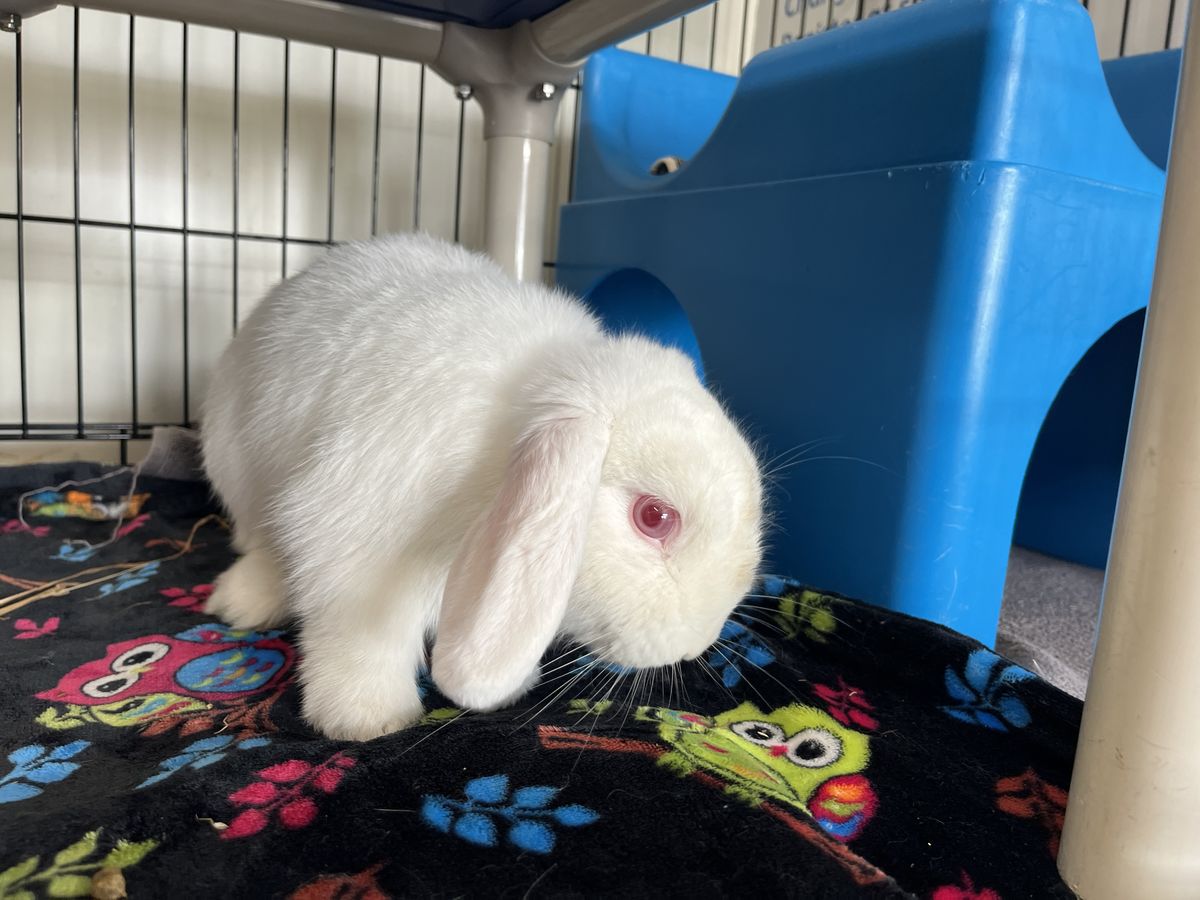 Gallery image: Paddy