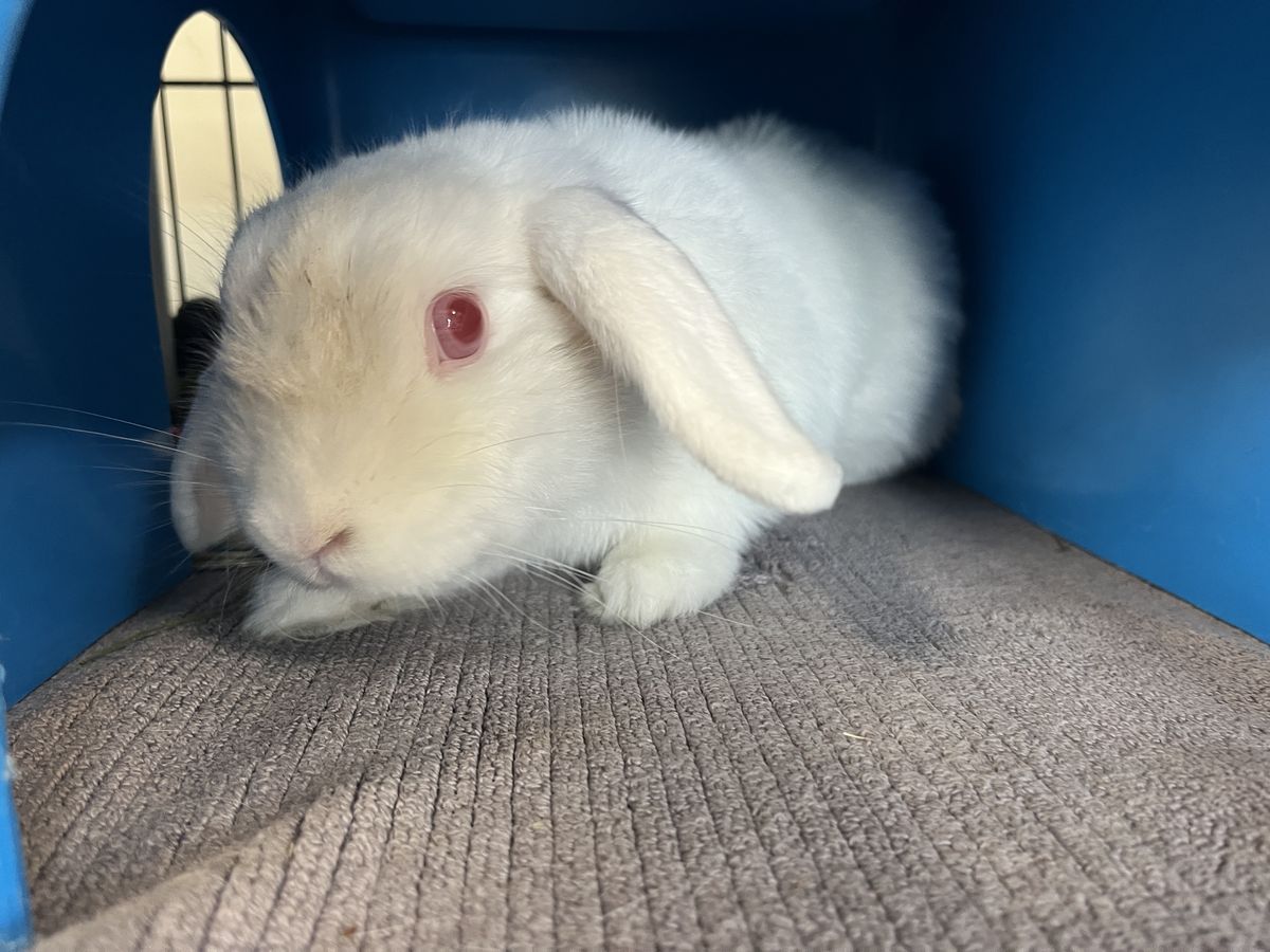 Gallery image: Paddy