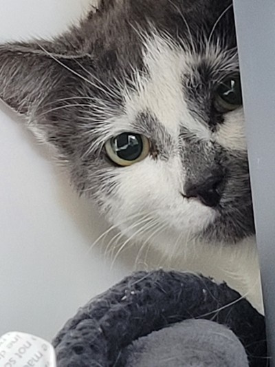 Esmeralda - Domestic Short Hair