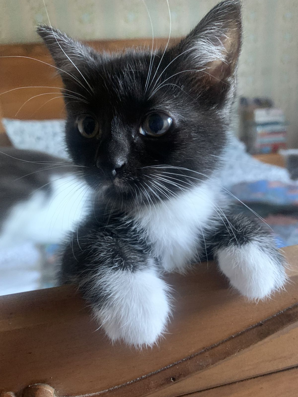 Gallery image: Tinta