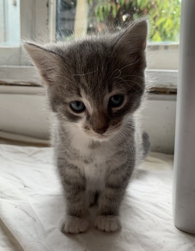 Nube - Domestic Short Hair