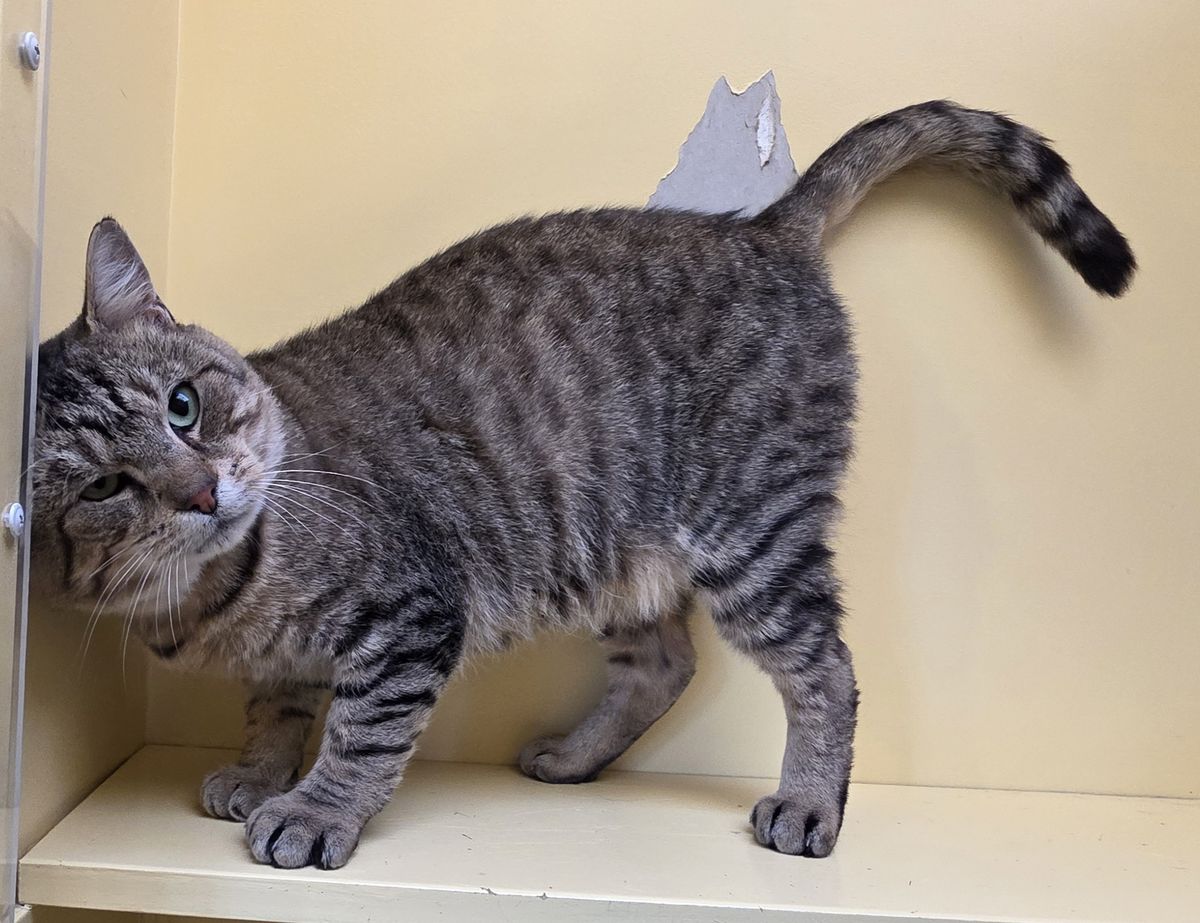 Gallery image: Oscar