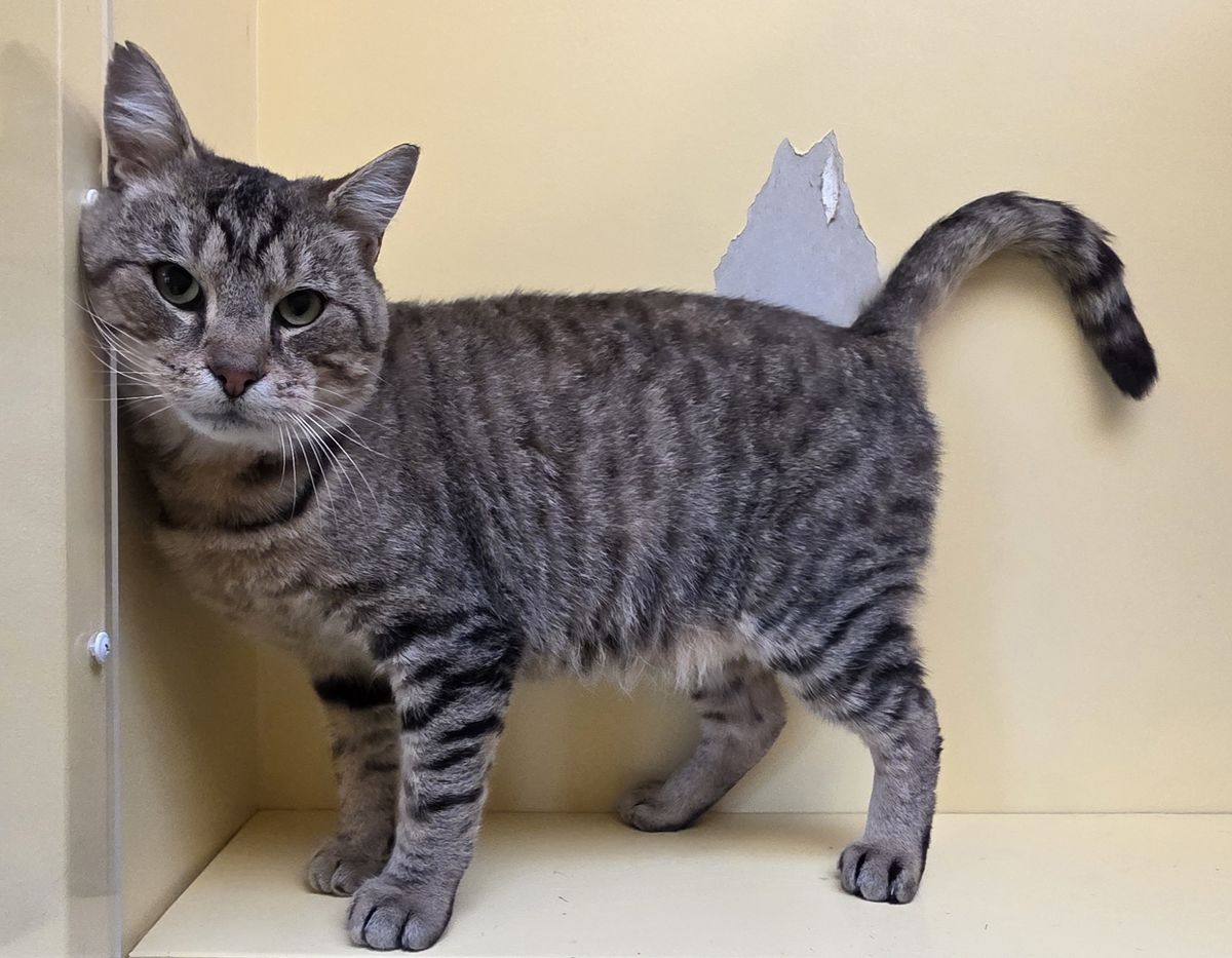 Gallery image: Oscar