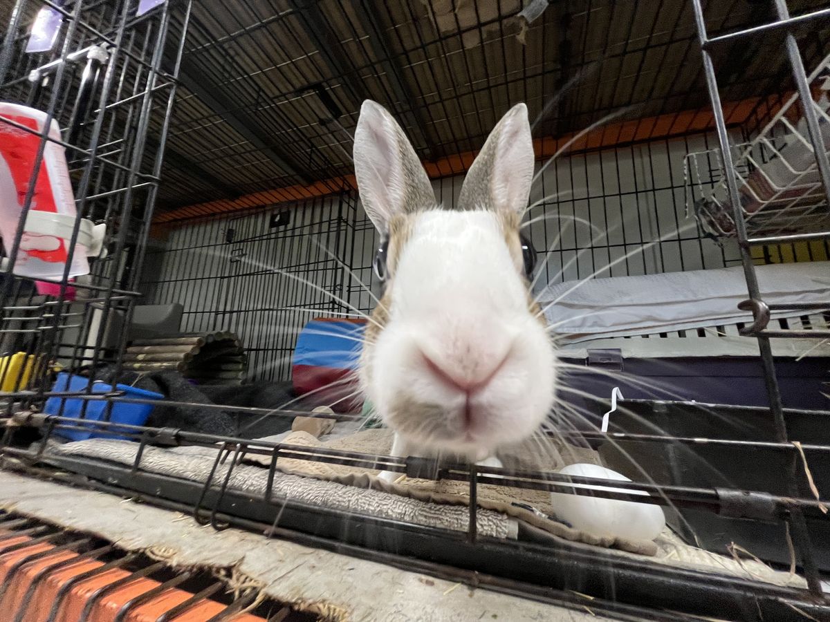 Gallery image: Firefly