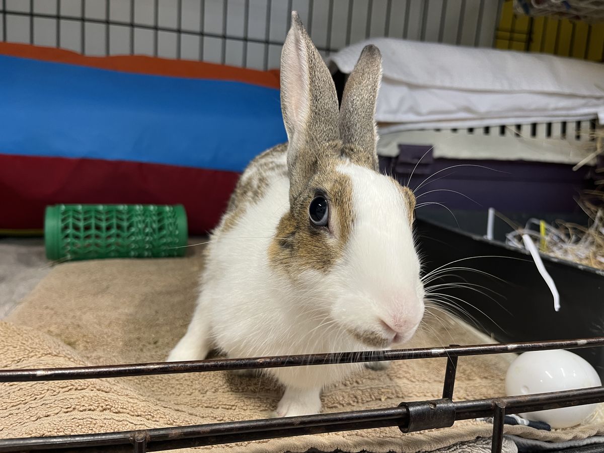 Gallery image: Firefly