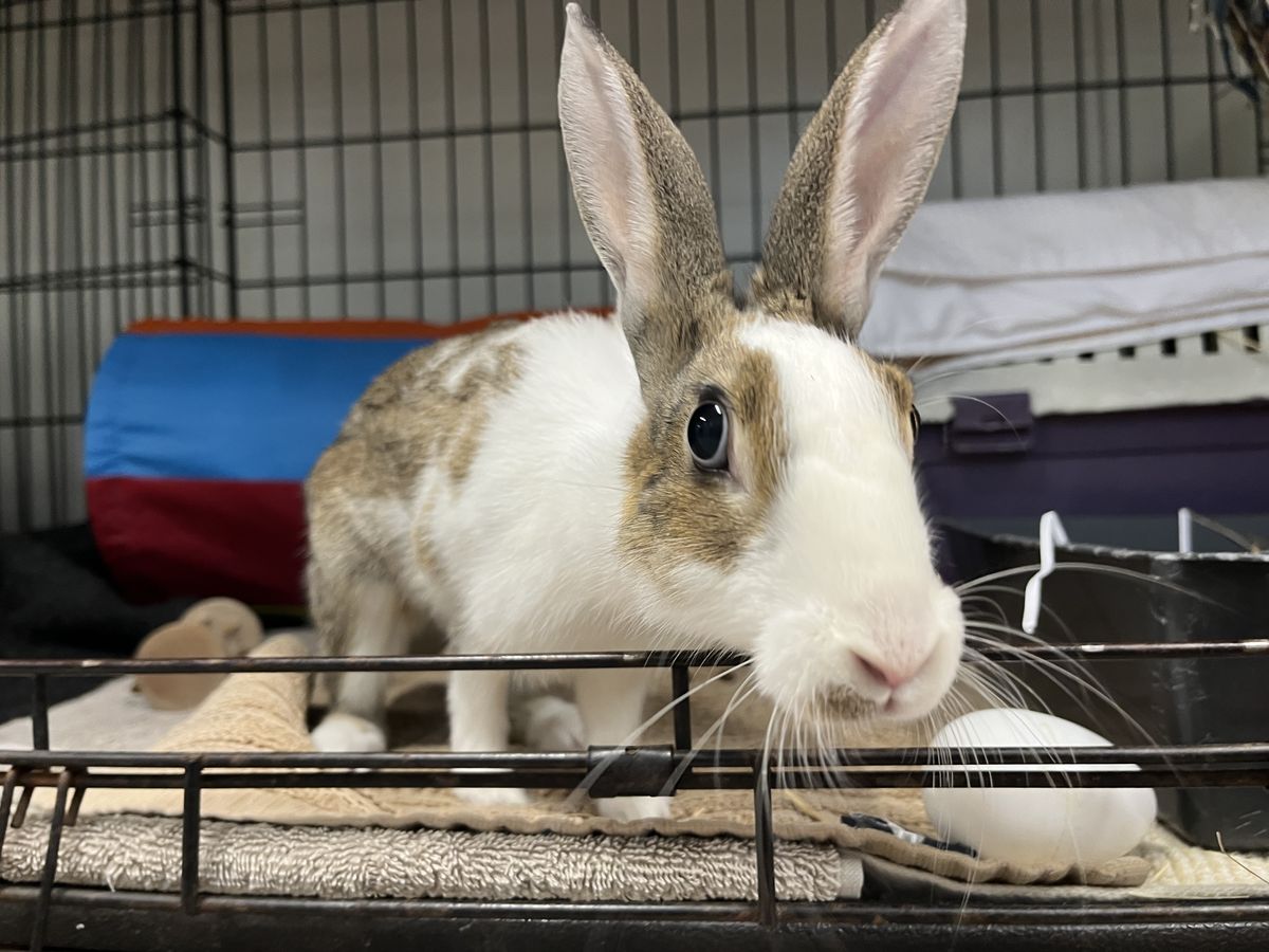 Gallery image: Firefly