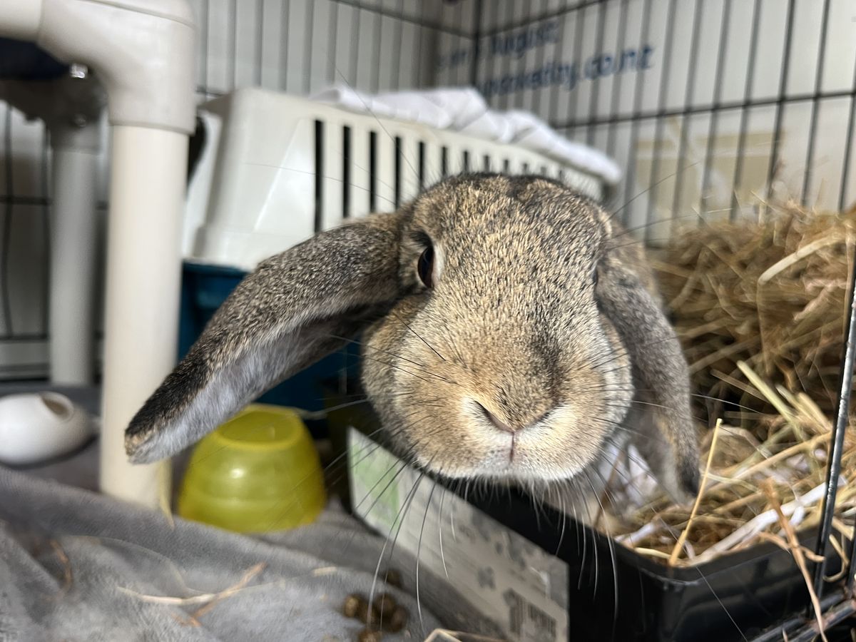 Gallery image: Peter