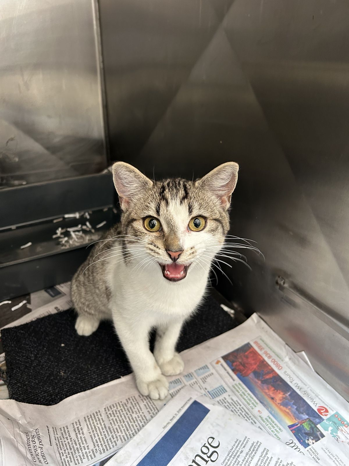 Gallery image: Mr Whippy 