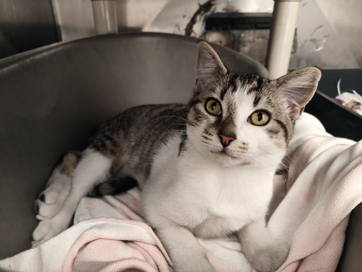 Gallery image: Mr Whippy 