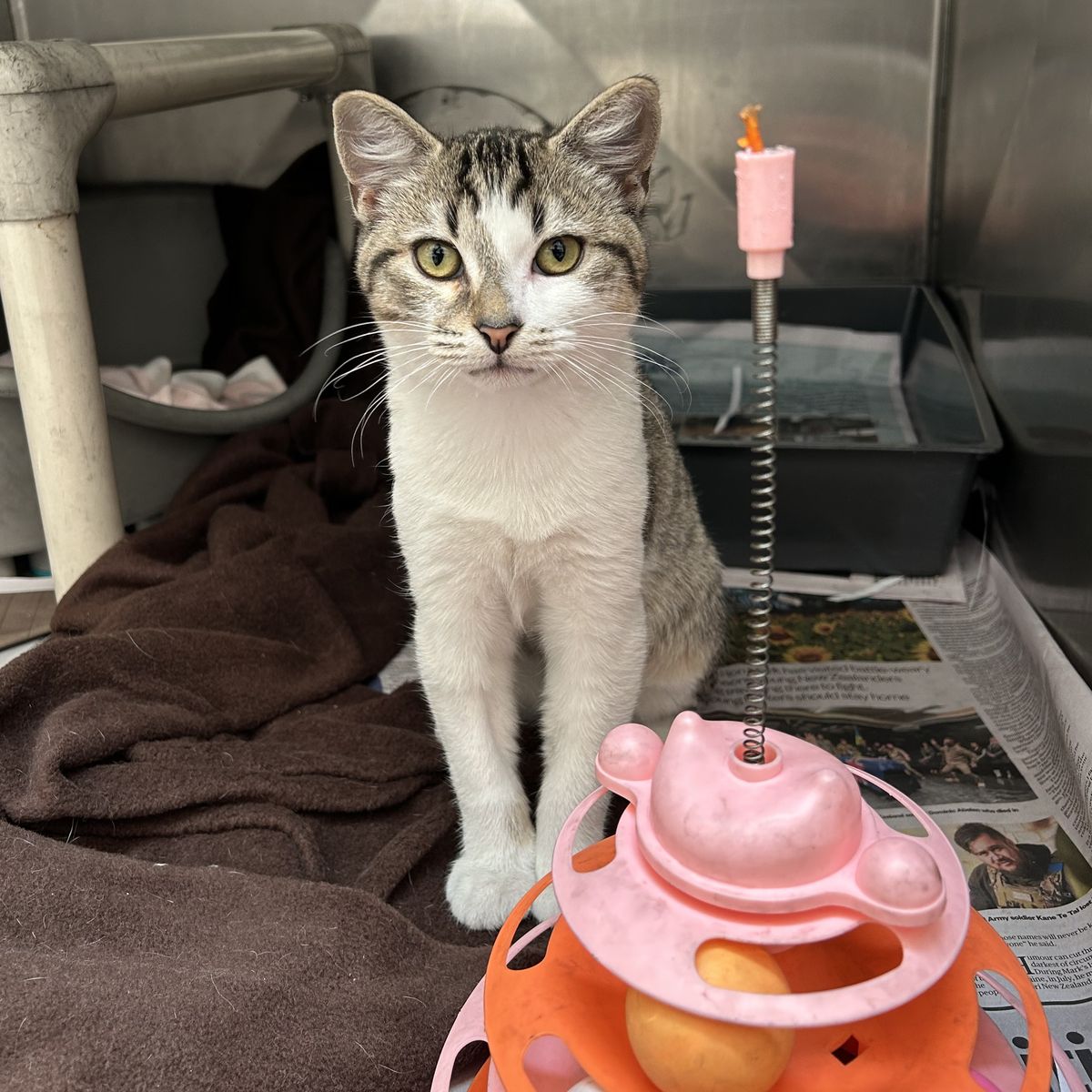 Gallery image: Mr Whippy 