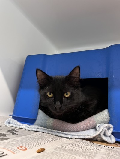 Sherbie - Domestic Medium Hair