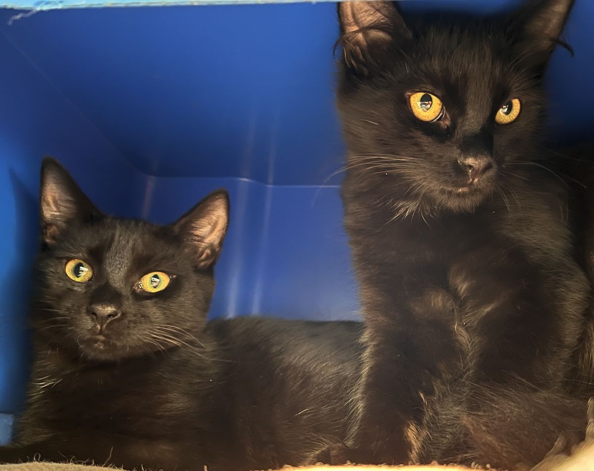 Gallery image: Sherbie