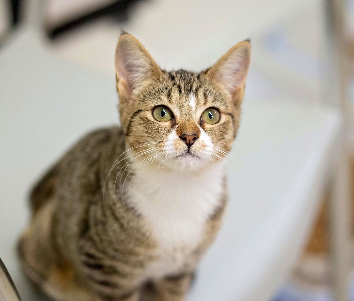 Gallery image: Kowhai