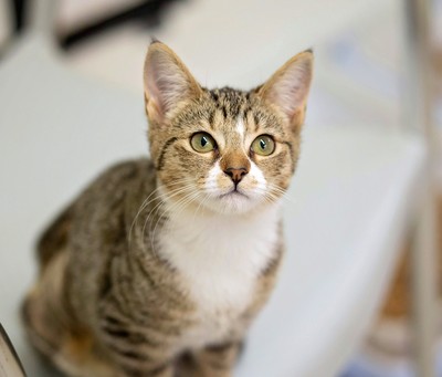 Kowhai - Domestic Short Hair