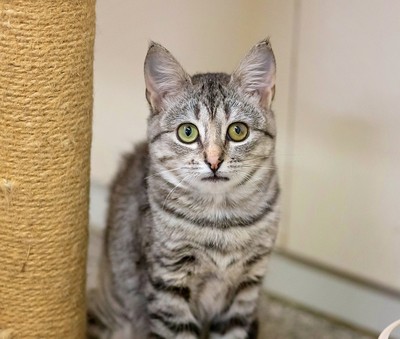 Maisie - Domestic Short Hair