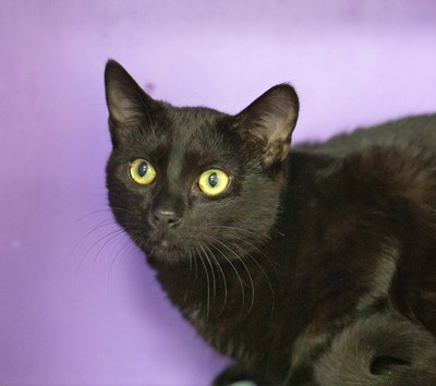 Hex - Domestic Short Hair