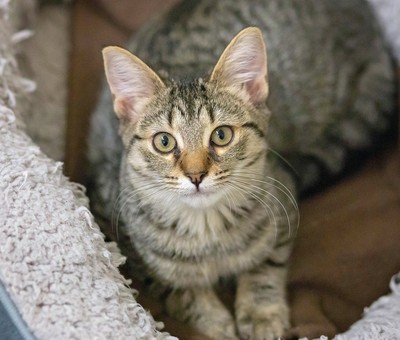 Kennedy - Domestic Short Hair