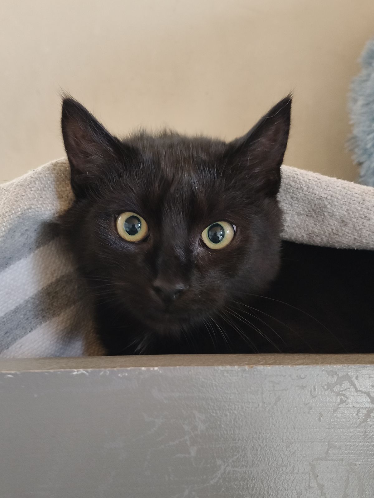 Gallery image: Ramen