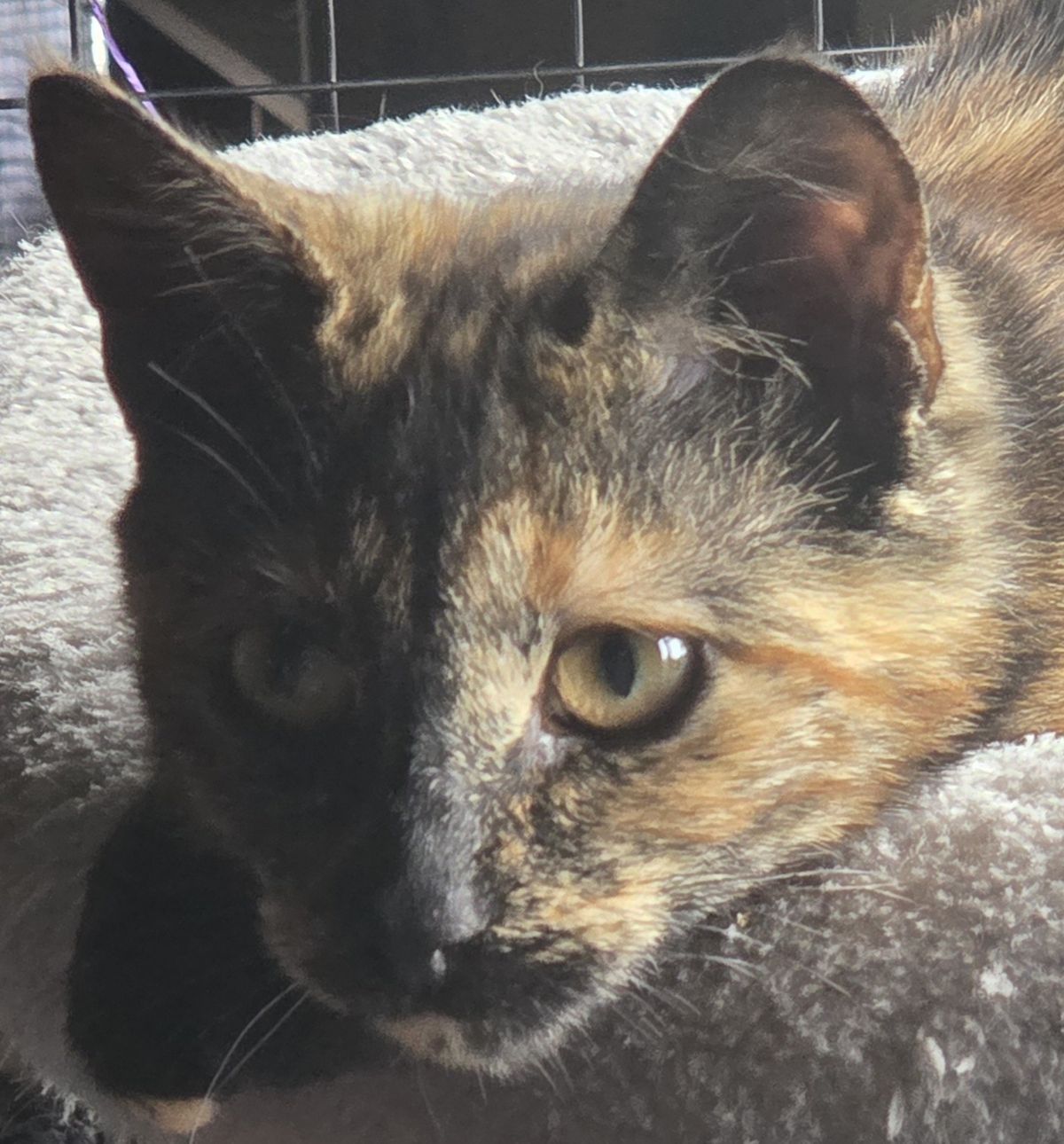 Gallery image: Alice