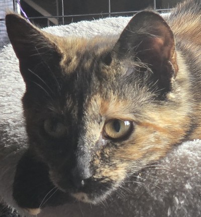 Alice - Domestic Short Hair