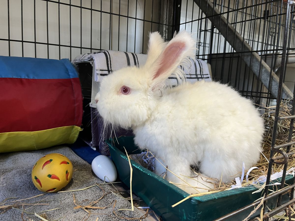 Gallery image: MacIntosh