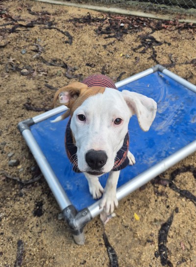 Lucia - Medium Cross Breed