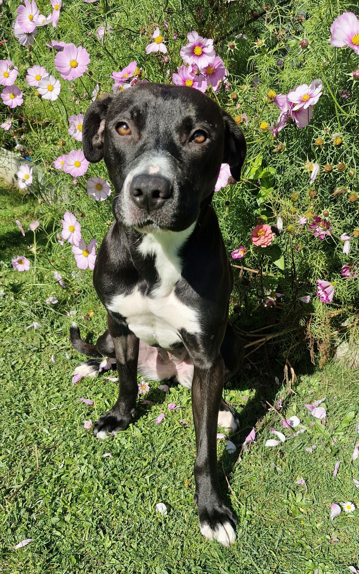 Gallery image: Violet 