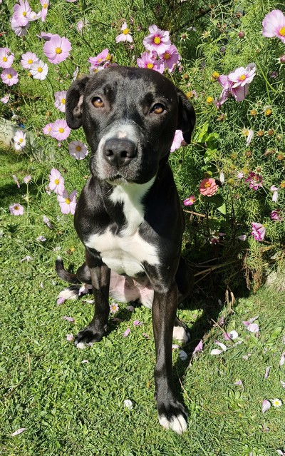 Violet  - Medium Cross Breed