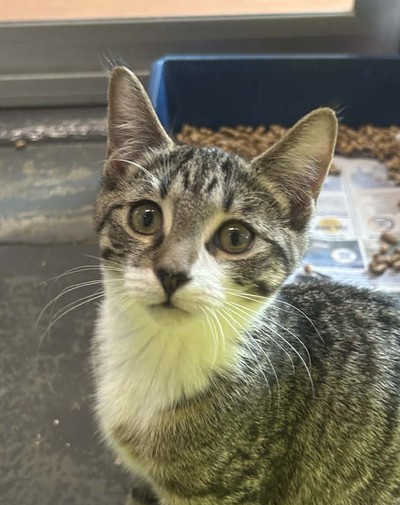 Rey - Domestic Short Hair