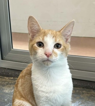 Zenny - Domestic Short Hair