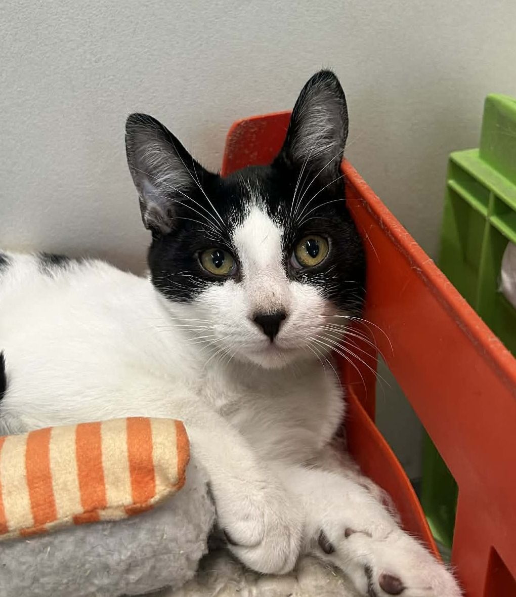 Gallery image: Chubbs