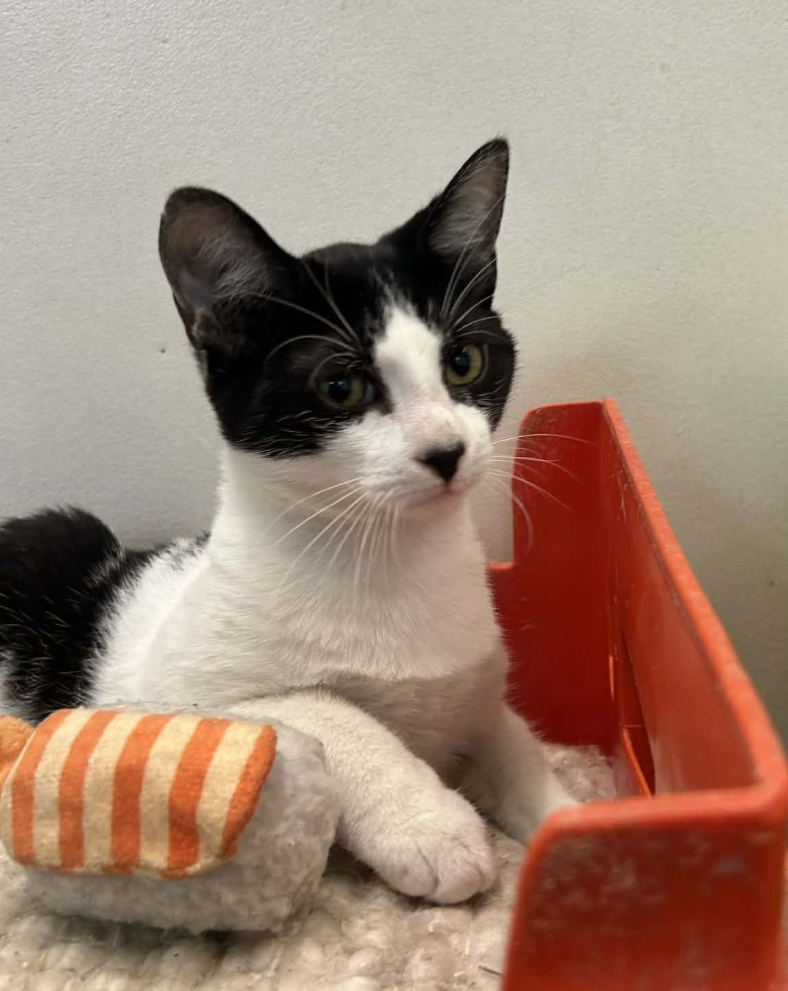 Gallery image: Chubbs