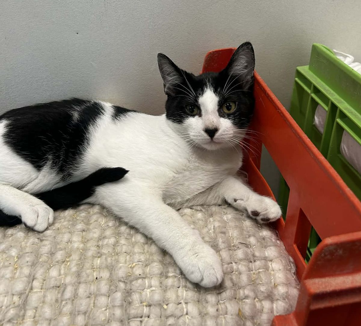 Gallery image: Chubbs