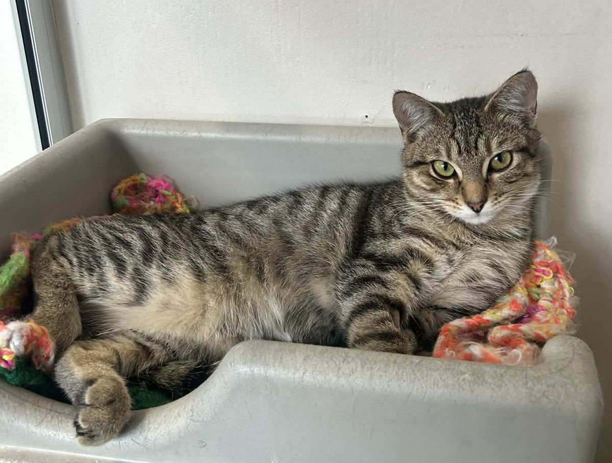 Gallery image: Angelo