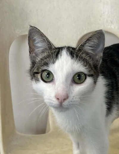 Michaela - Domestic Short Hair